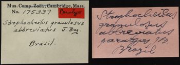 Media type: image;   Malacology 53965 Description: Image of specimen labels. Photographed for a researcher request.;  Aspect: Labels